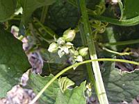 Courge-torchon, Luffa cylindrica (fam Cucurbitacees) (Afr., Asie tropicale) (3) (Photo F. Mrugala)